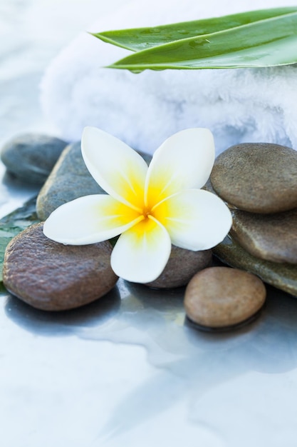 Spa Kwiat i kamienie do masażu na białym tle