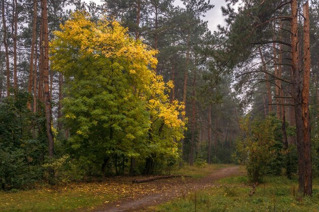 spacer po lesie jesienią. kolory jesieni. jesienne mgły.