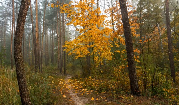 spacer po lesie jesienią. kolory jesieni. jesienne mgły.