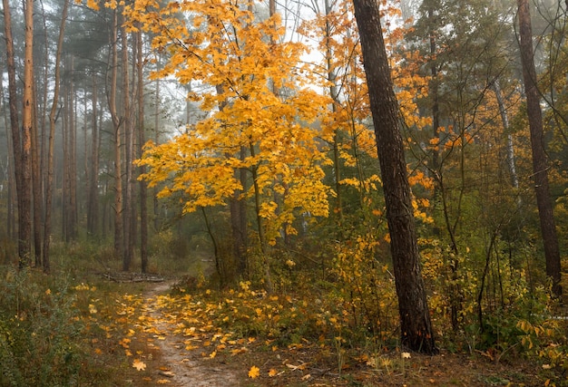 spacer po lesie jesienią. kolory jesieni. jesienne mgły.