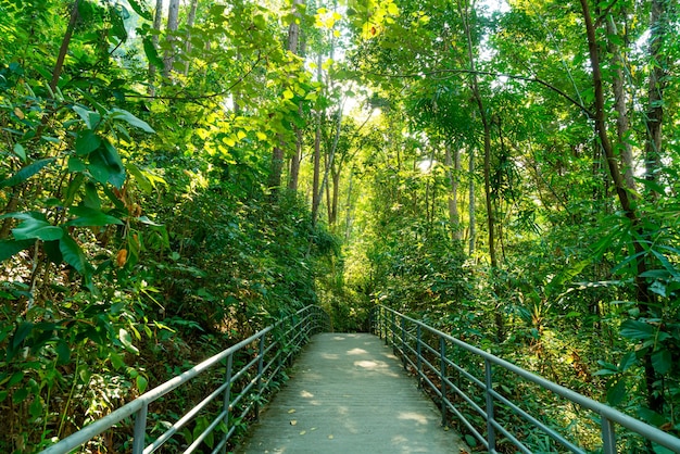 Spacer Po Lesie W Canopy Spacery W Ogrodzie Botanicznym Queen Sirikit Chiang Mai W Tajlandii