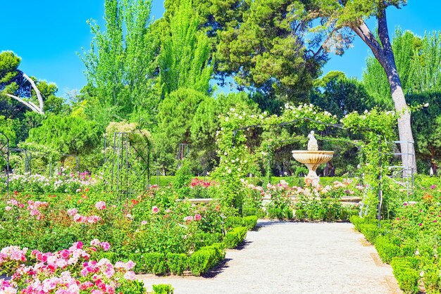 Spacer Po Parku Buen Retiro. Park Różany (parque De Las Rosas) W Ogrodzie Botanicznym W Parku Retiro.