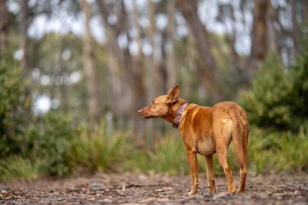 spacer z psem ścieżką w lesie w krzaku tan kelpie w parku w Australii wiosną w lesie