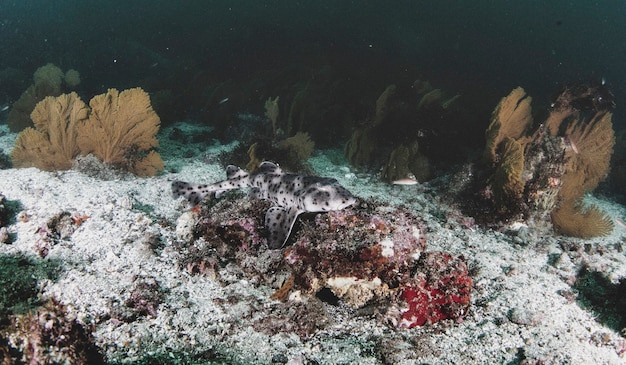 Spacerujący rekin (Heterodontus quoyi) pływający w tropikalnych podwodnych wodach. Rekin rogaty w podwodnym świecie. Obserwacja oceanu dzikiej przyrody. Przygoda z nurkowaniem na ekwadorskim wybrzeżu Galapagos