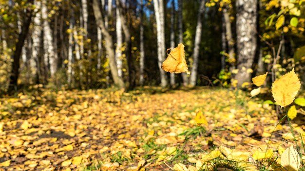 Spadające jesienne liście. Jesień na Syberii.