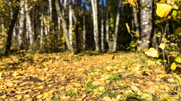 Spadające jesienne liście. Jesień na Syberii.