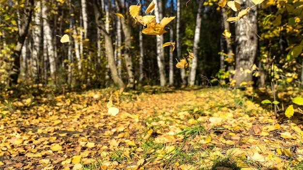 Spadające jesienne liście. Jesień na Syberii.