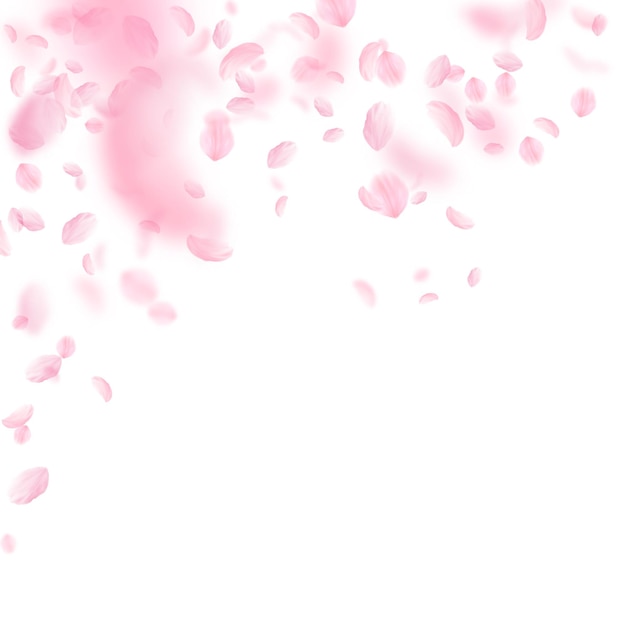Spadające płatki Sakury Romantyczne różowe kwiaty spadające deszcz Latające płatki na białym tle kwadratu Miłość romantyczna koncepcja Cudowne zaproszenie na ślub
