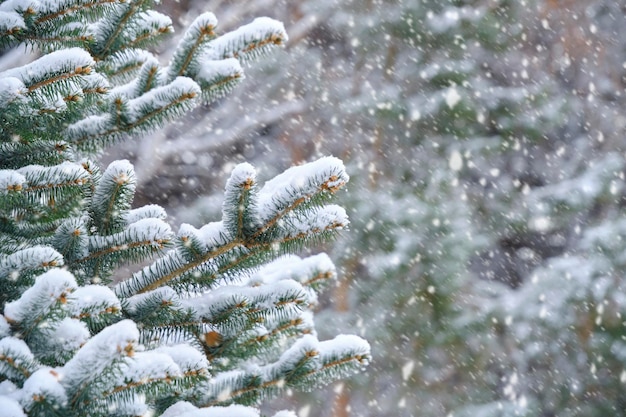 Spadające płatki śniegu zimowy las na tle ośnieżonych gałęzi świerkowych