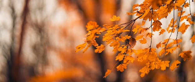 Spadające żółte liście w tle bokeh park z promieniami słońca. Piękny jesienny krajobraz przyrody