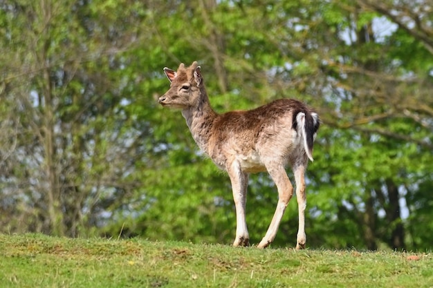 Spadek - daniel. (Dama dama) Piękne naturalne tło ze zwierzętami.