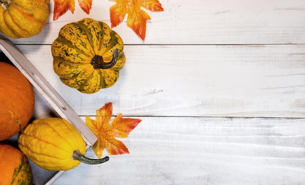 Spadek róg obfitości zbiorów. Owoce dyni w sezonie jesiennym na Halloween i Święto Dziękczynienia.