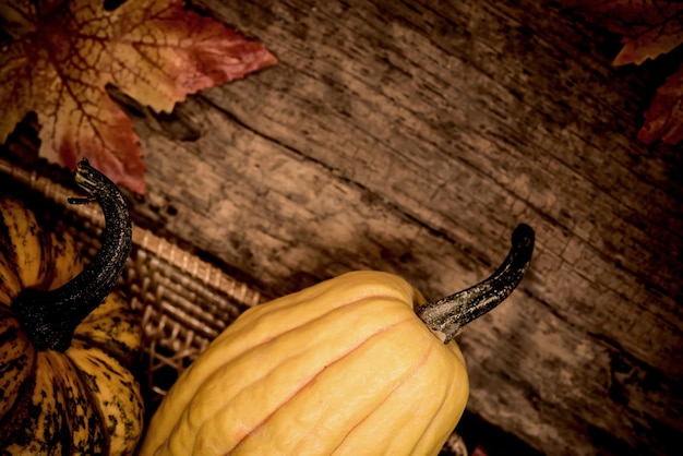 Spadek róg obfitości zbiorów. Owoce dyni w sezonie jesiennym na Halloween i Święto Dziękczynienia.