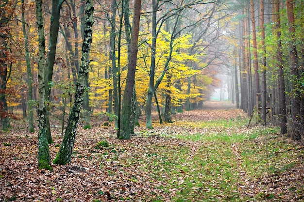 Spadek w lesie. Mglista ścieżka