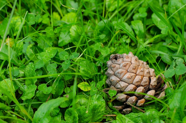 Spadł szyszka w środowisku naturalnym na zielonej trawie.