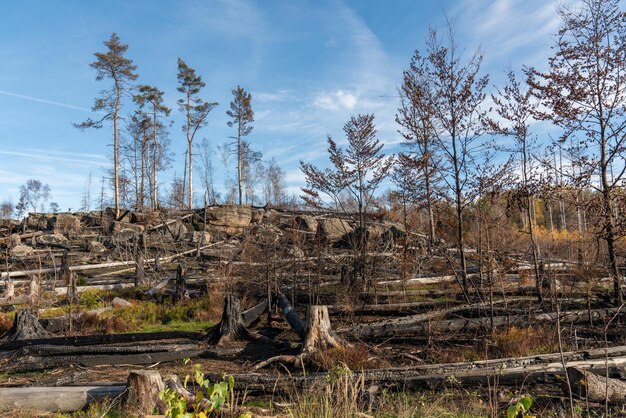 Spalony las Natura po pożarze Park Narodowy Szwajcarii Saksońskiej Niemcy Znane miejsce turystyczne