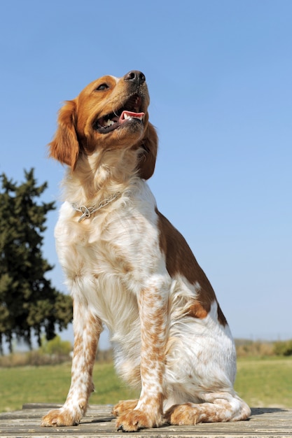 Spaniel bretoński