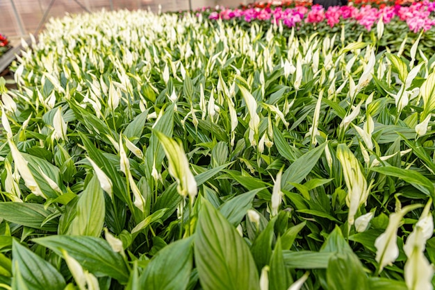 Spathiphyllum biały kwiat