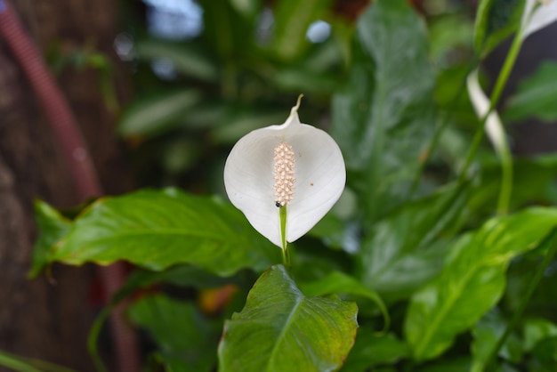 Spathiphyllum cochlearispathum potocznie zwana lilią pokojową rosnącą w Wietnamie