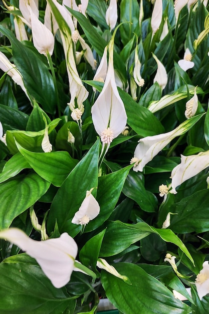 Spathiphyllum kwiat pojedynczy liść Wiele białych kwiatów w teksturze tła sklepu rośliny kwitnącej
