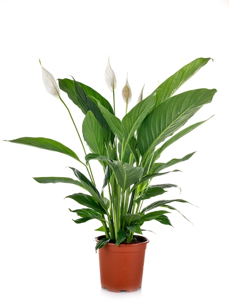 Spathiphyllum w studio