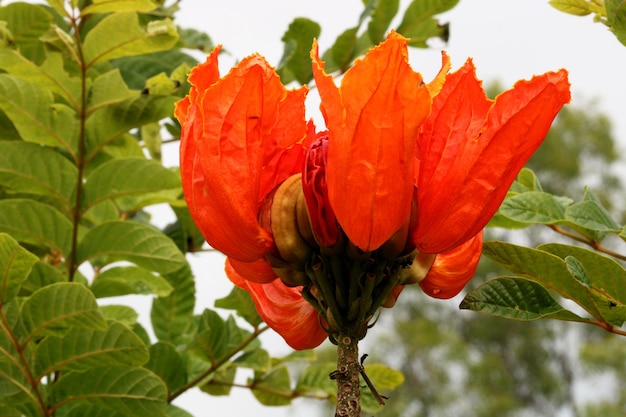 Spathodea Campanulata Kwiat Vijayapura Karnataka