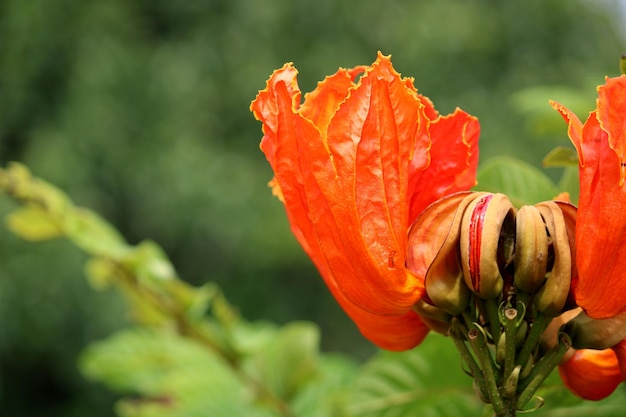 Spathodea Campanulata Kwiat Vijayapura Karnataka