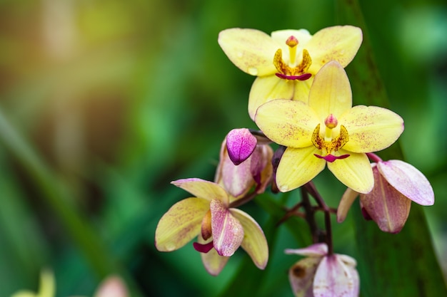 Spathoglottis plicata Blume