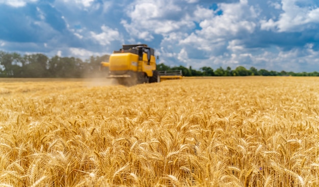 Specjalna Maszyna Do Zbioru Plonów Na Polach, Technika Rolnicza W Akcji. Koncepcja Dojrzałych Zbiorów. Przytnij Panoramę. Zbiór Zbóż Lub Pszenicy. Ciężkie Maszyny, Błękitne Niebo Nad Polem.