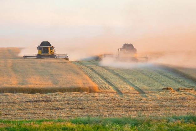 Specjalna maszyna kombajnowa pracuje i zbiera pszenicę w dziedzinie Przemysł spożywczy i agronomia