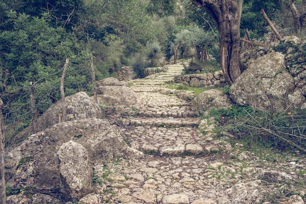 Spektakularna sceneria pustej, wiekowej kamiennej ścieżki ze schodami w lesie przechodzącym przez bujne zielone drzewa w Biniaraix na Majorce