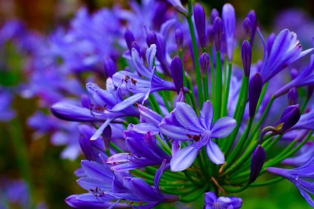 Spektakularne i piękne kwiaty w ogrodzie botanicznym