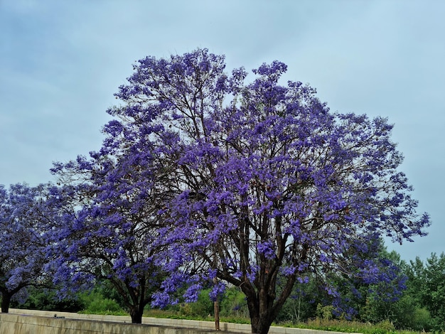 Spektakularny okaz jacarandy w kwitnieniu