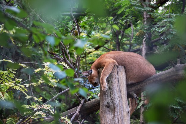 Śpiąca Puma Na Drzewie