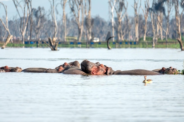 Śpiące głowy hipopotamów na bagnie Hipopotam w jeziorze Naivasha w Kenii