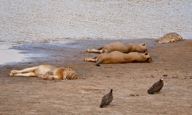 Zdjęcie Śpiące lwy w parku narodowym south luangwa zambii