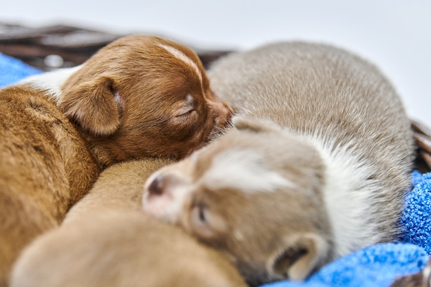 Zdjęcie Śpiące szczenięta chihuahua w koszyku