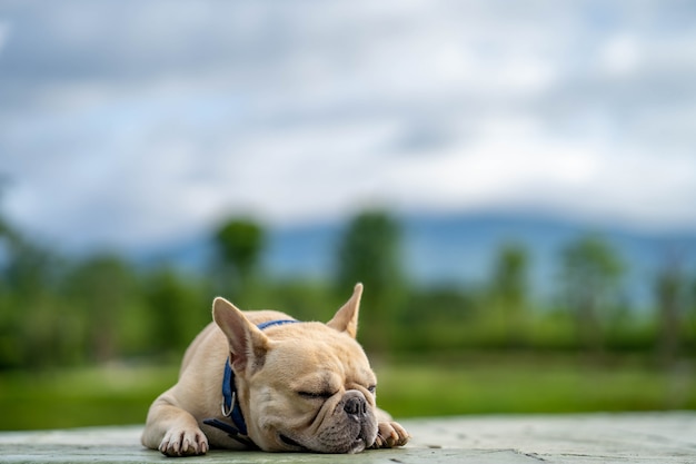 Śpiący Buldog Francuski