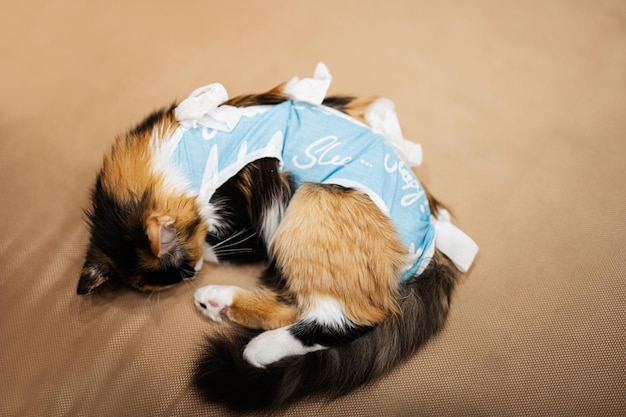 Śpiący kot w bandażu po operacji Opieka nad zwierzakiem po sterylizacji kawitacyjnej