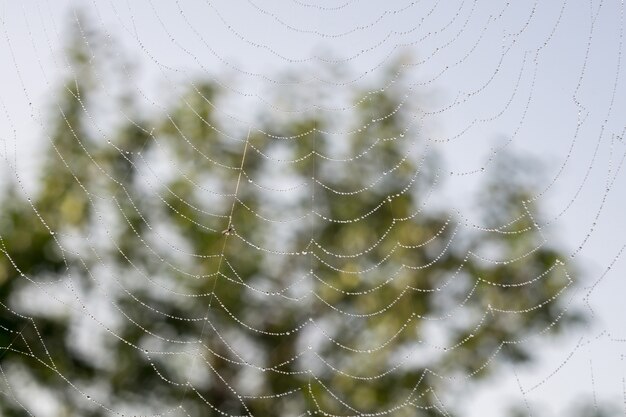 Spider Web Macro