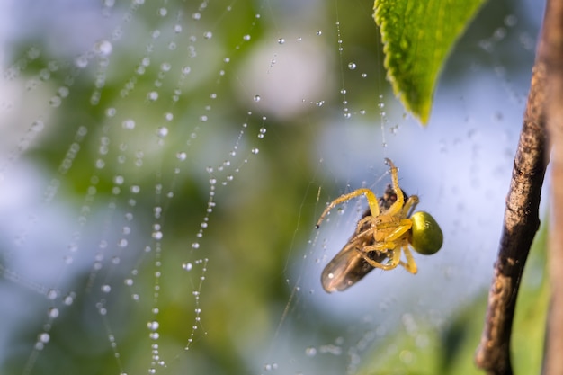 Spider Web Macro