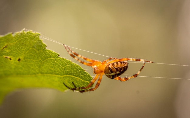 Spidercross w sieci na naturalnym tle Dzika przyroda