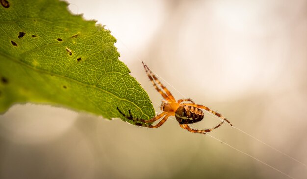 Spidercross w sieci na naturalnym tle Dzika przyroda