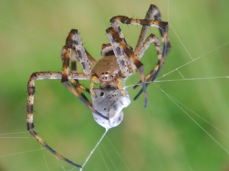 Spidey