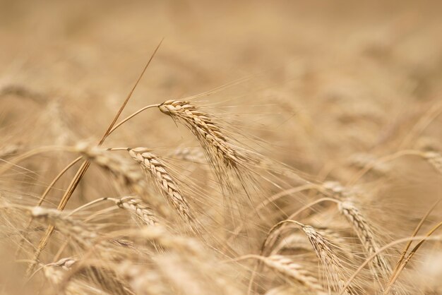 Spike Of Wheat