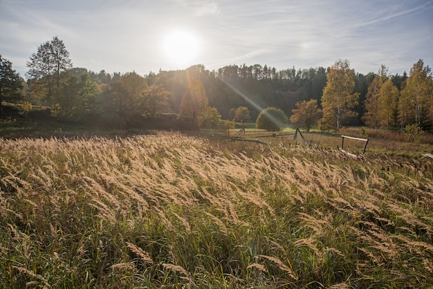 Spikelets na tle zachodu słońca. Słoneczny dzień.