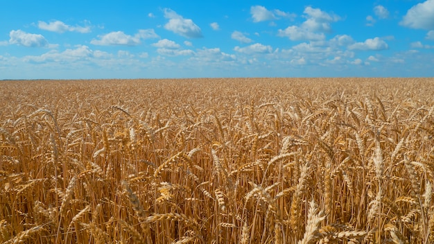 Spikelets żyta w polu w lecie na charakter.