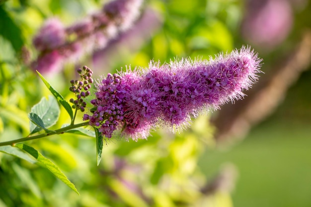 Spiraea Wiecha japońska to odmiana roślin ozdobnych rosnących w ogrodzie