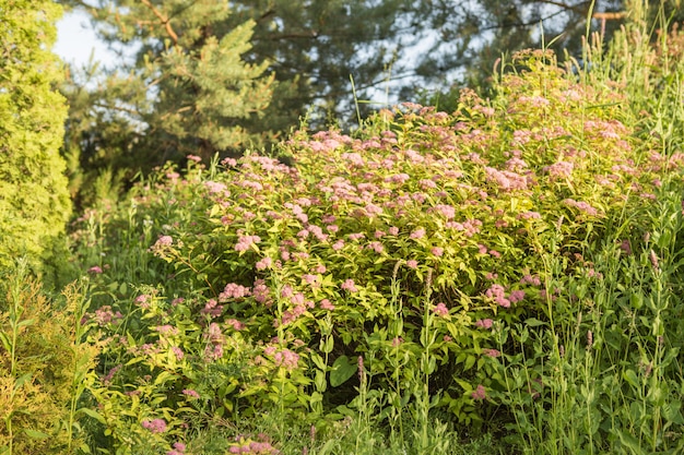 Spirea Japanese Golden Princess