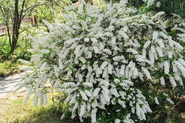 Spirea to krzew, który kwitnie wczesną wiosną wieloma małymi białymi kwiatami w ogrodzie wiejskiego domu.